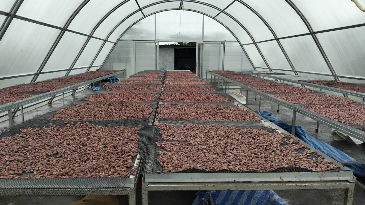 Cacao beans spread across raised drying racks.