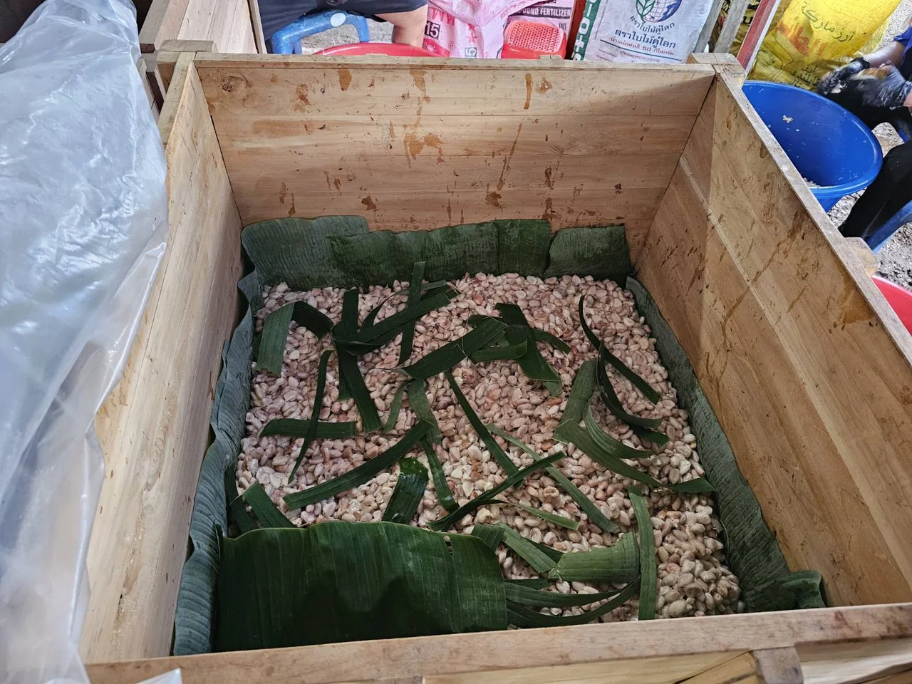 Cacao beans in a fermentation box lined with banana leaves.