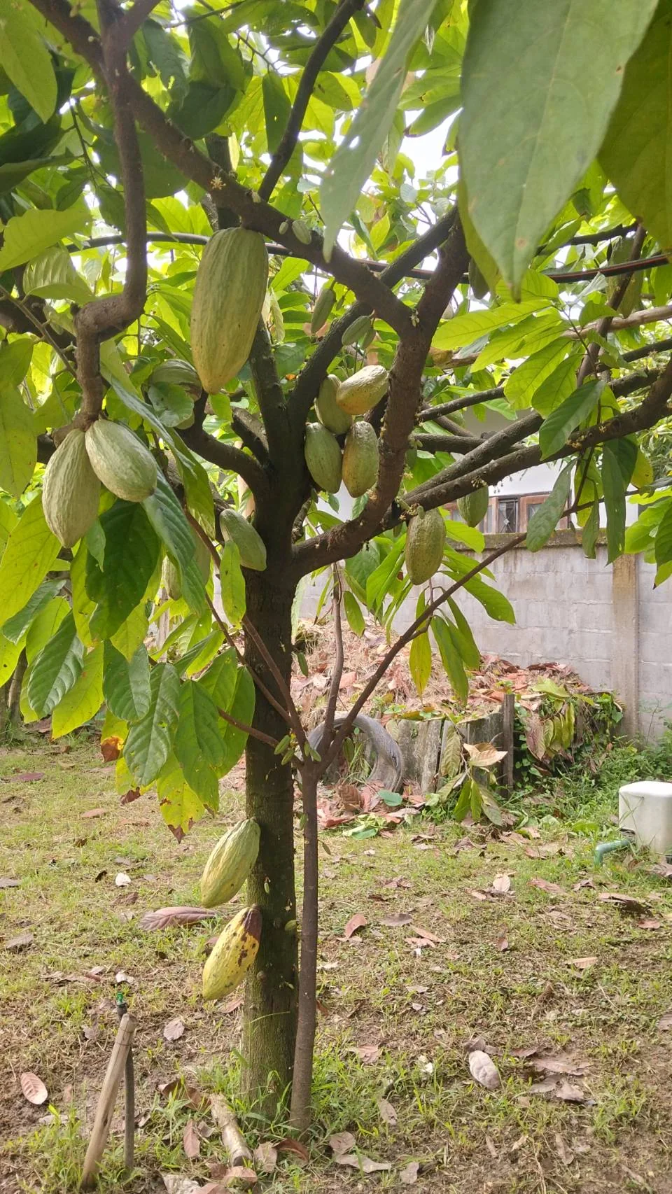 Cacao pods growing along the trunk and branches.
