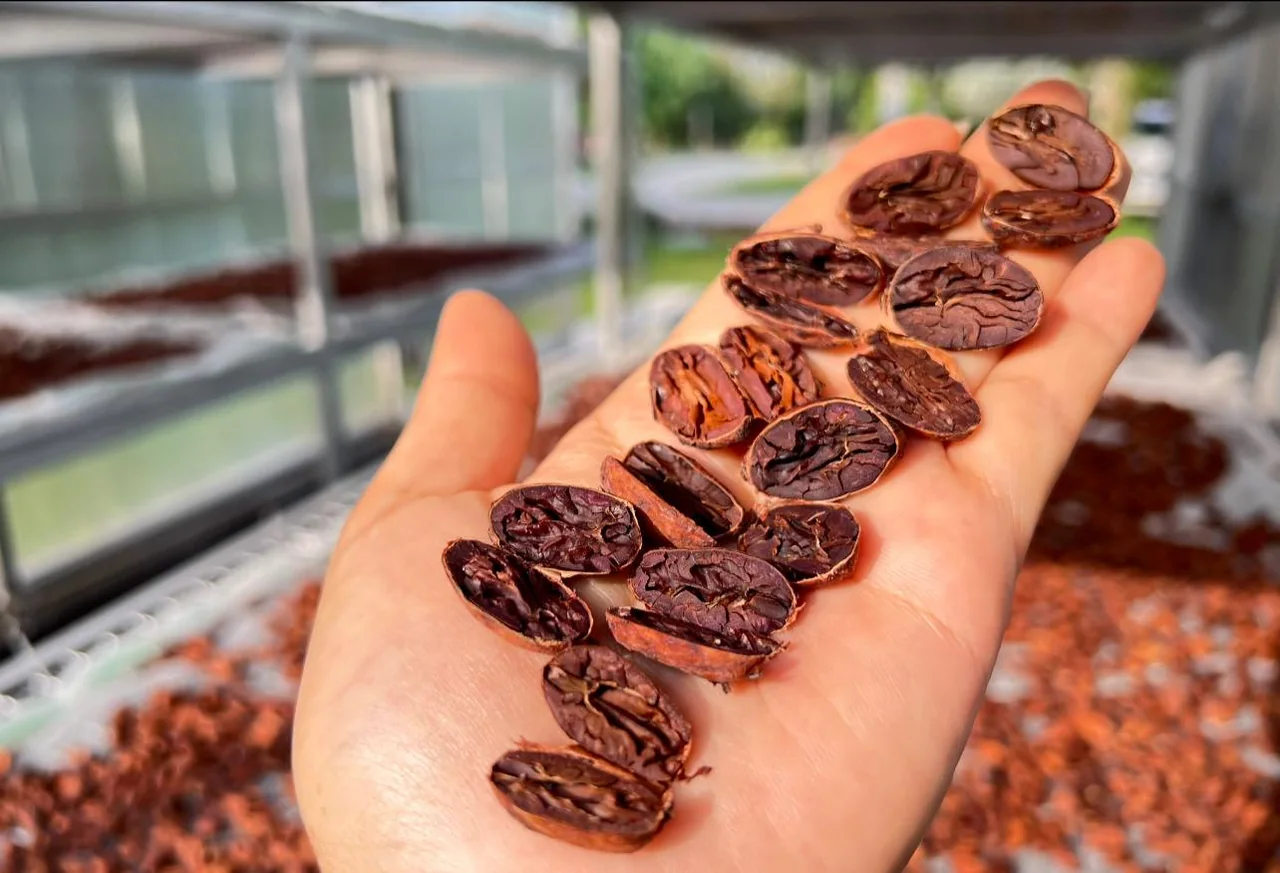 Cut cacao beans showing their internal colour and texture.