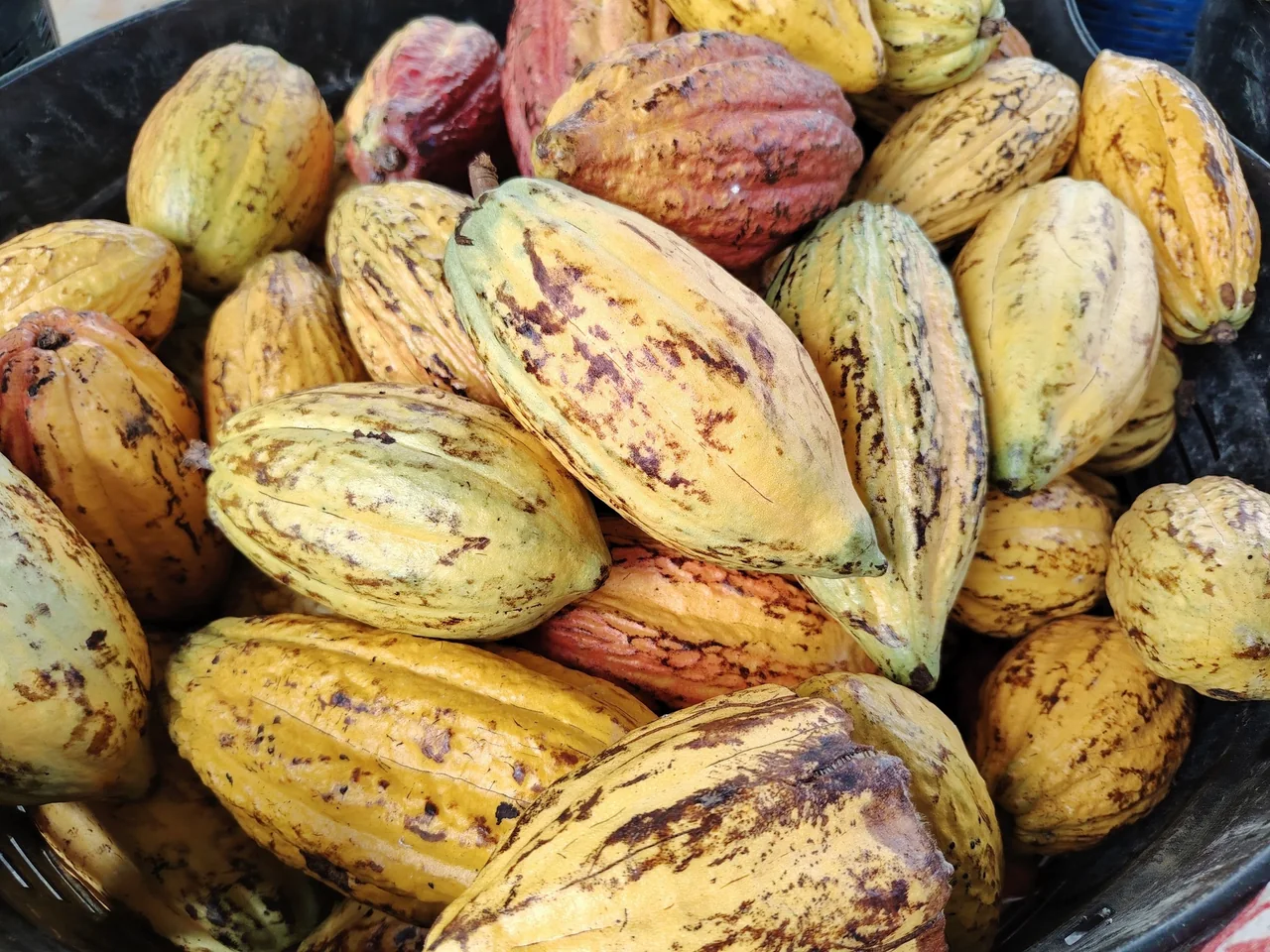 Harvested cacao pods collected before processing.